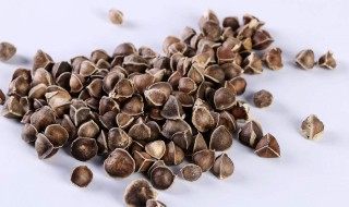 辣木籽的储存方法 辣木籽的储存方法是什么