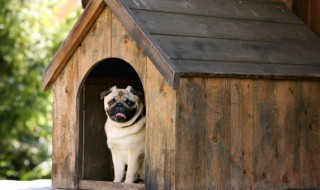 自制狗粮储存方法 自制狗粮怎么储存