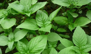 九层塔是紫苏吗 九层塔是不是紫苏