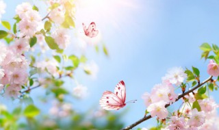 关于春天的资料有哪些 有关春天的资料