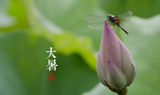 大暑节令特色美食推荐 大暑节令特色美食推荐有什么