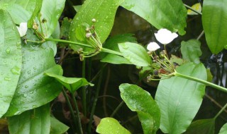 泽泻功效与作用禁忌症 泽泻功效与作用禁忌症有什么