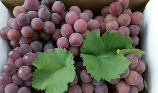 巨峰葡萄皮的功效与作用 巨峰葡萄皮的功效与作用介绍