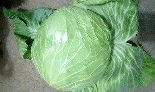 我们该怎么挑选圆白菜呢 我们该如何挑选圆白菜呢