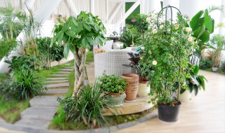 办公室内摆放几盆绿植为最佳风水放绿植的技巧 办公室内摆放绿植方法