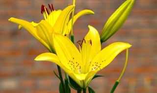 百合花的寓意和象征风水 百合花有什么寓意和象征风水