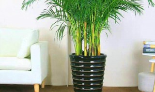 凤尾竹摆在客厅的好处 凤尾竹摆在客厅的3个好处