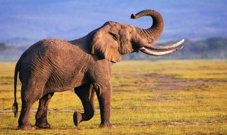 大象能为人们做什么事 大象能为人们做哪些事