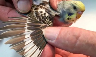 鹦鹉剪羽后还能长吗 鹦鹉剪羽后还可以长吗