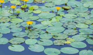 荇菜可以吃吗 荇菜能不能吃