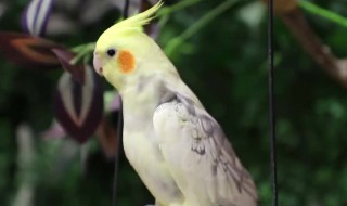 鹦鹉尾巴毛被拔掉了还会长出来吗 鹦鹉尾巴毛被拔掉了还会不会长出来