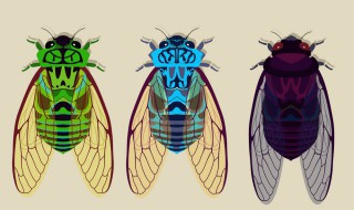 金蝉和知了的区别是什么 金蝉和知了的区别具体是什么