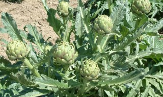 朝鲜蓟在中国叫什么 有关朝鲜蓟在中国叫什么