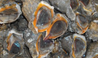 海螺用自来水能养几天 海螺怎么养