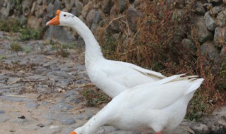 小鹅为什么突然站不起来了 小鹅突然站不起来的原因