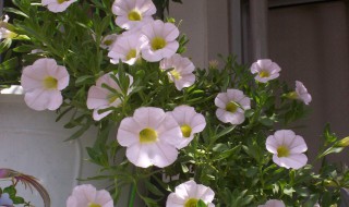 矮牵牛花和百万小玲的区别是什么 矮牵牛花和百万小玲的区别