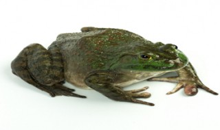 虎纹蛙和黑斑蛙的区别 虎纹蛙和黑斑蛙的区别是什么