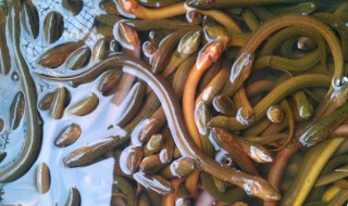 泥鳅吃什么菜叶 泥鳅吃什么