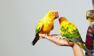 鹦鹉为什么一直叫个不停 为什么鹦鹉一直叫个不停