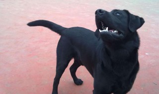 梦见大黑狗是什么含义 梦见大黑狗寓意