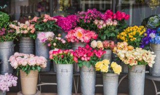 各种植物花语及象征意义 植物花语及象征意义有哪些