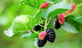 桑椹储存方法 桑椹如何储存