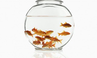 女性梦见鱼活蹦乱跳什么意思 梦见各种鱼活蹦乱跳是什么预兆