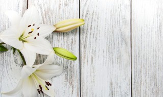 白荷花的寓意和花语（白荷花的花语和象征意义）
