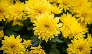 黄色菊花的寓意和象征意义 黄色菊花和白色菊花的寓意