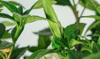 栀子花寓意是什么（栀子花象征着什么意义）