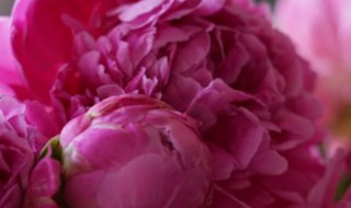 芍药花语是什么(芍药花语是什么意思)