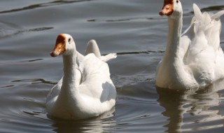 吃鹅肉有什么好处和坏处 吃鹅肉的好处是什么