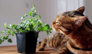 猫薄荷是什么为什么让猫咪兴奋（猫薄荷会兴奋）