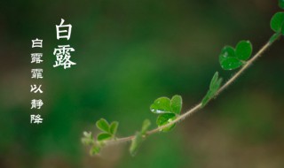 白露之后是什么节气 白露之后是什么节气?桂花糖藕在家咋样做?