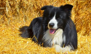 边牧换毛发颜色变淡了该怎么办（边牧不换毛怎么回事）