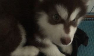 阿拉斯加不听话要怎么办（阿拉斯加犬不听话怎么办）