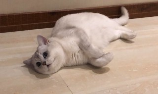 猫呼吸声很重怎么办 家猫呼吸声很重