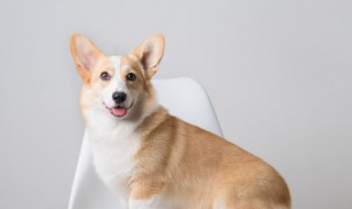 秋田犬和柴犬的区别是什么哪一个贵（秋田犬和柴犬哪个更贵）