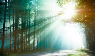 森林的三大效益是什么（森林有三大效益是哪三大）