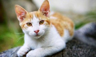 猫在后蹬腿的原因是什么（猫咪蹬腿什么原因）