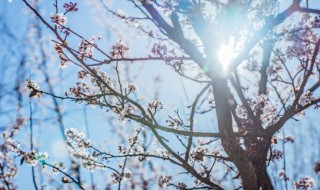 各种花代表什么象征意义（什么花代表什么象征意义）