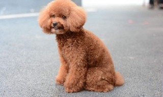 成年泰迪狗吃什么食物 成年泰迪吃什么食物好