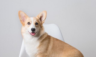 给小狗吃什么食物最好（给小狗狗吃什么食物好）