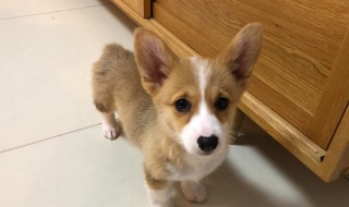 三个月柯基每天吃多少（三个月柯基每天吃多少克狗粮）