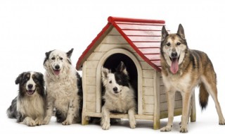 边牧咬人怎么训练 边牧咬其他狗怎么训练