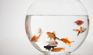 金鱼的拼音怎么写 金鱼的拼音怎么写?