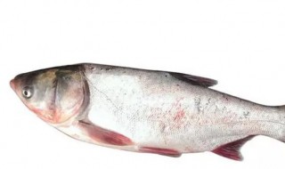 鲢鱼怎么读（鲢鱼怎么读音）