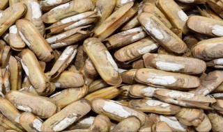 干蛏子怎么泡发（干蛏子怎么泡发清洗）