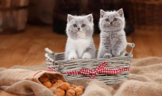 被猫咬了没打针怎么办 被猫咬伤了没打针怎么办