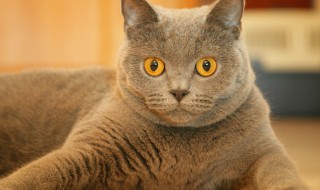 被家里猫咬出血怎么办 被家里猫咬出血了怎么办